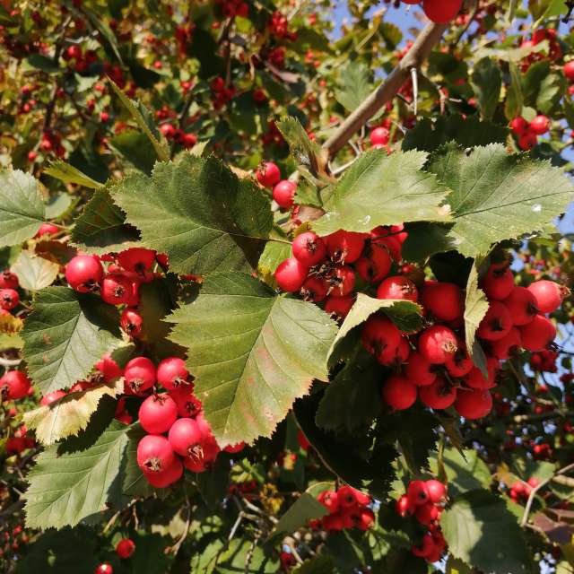 天气预报，带vilinsckayaolga精美的照片