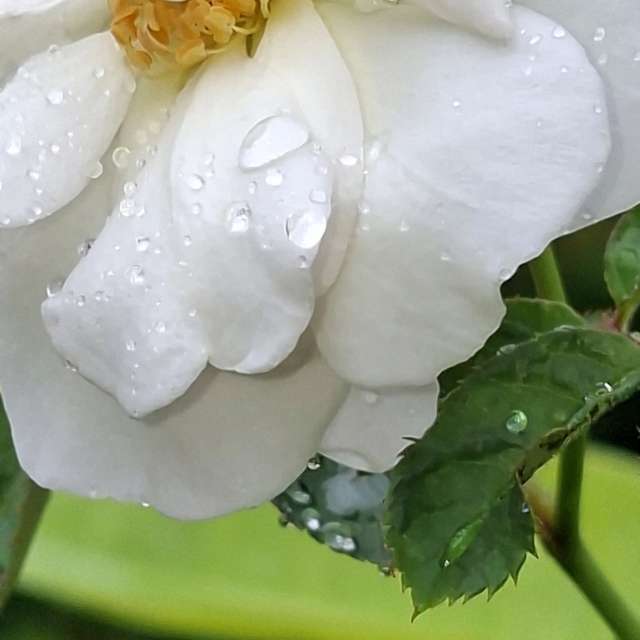 Pizza. Weather forecasts with beautiful photos by Wen-ya Huang Photos in Kaohsiung City