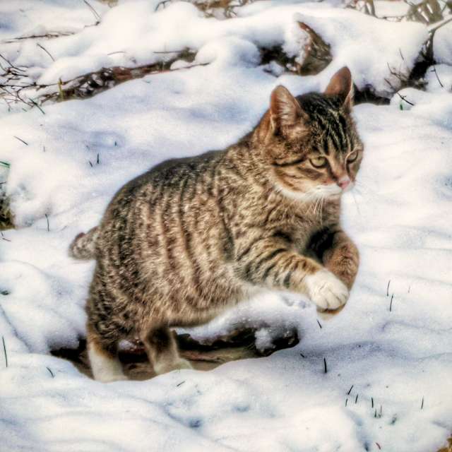 Cat. Weather forecasts with beautiful photos by Lotti5507 Photos in Stockum