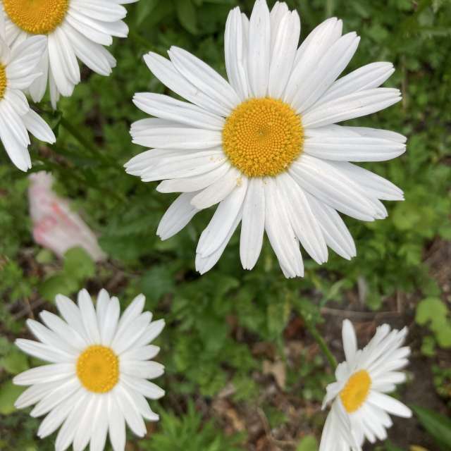 Fotos del Vuelo. Pronósticos del tiempo con hermosas fotos de prairiesands en Cape Cod