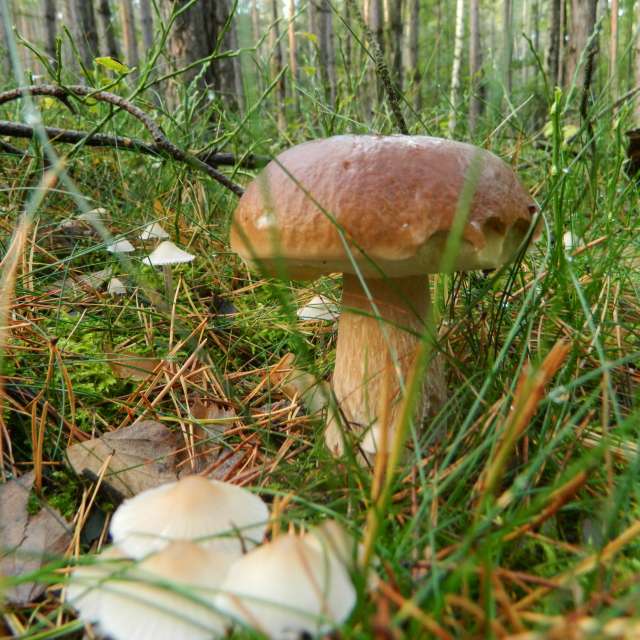 天气预报，带ivan-ko精美的照片