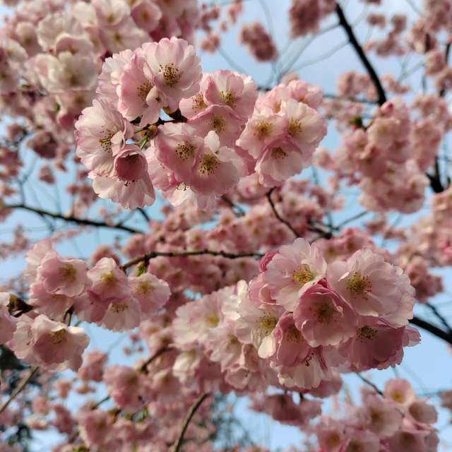 Fotos del Alimento. Pronósticos del tiempo con hermosas fotos de Albert_Smelovtsev en Roza Khutor