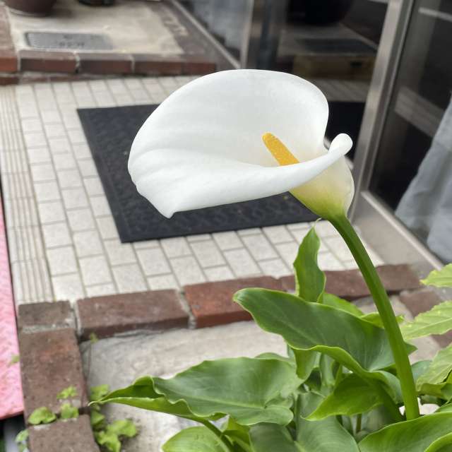 Fotos Pizza. Previsões do tempo com lindas fotos de あさのジジ em Okayama