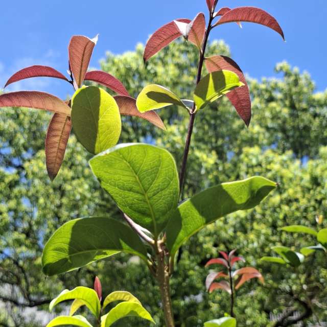 Many. Weather forecasts with beautiful photos by Wen-ya Huang Photos in Kaohsiung City