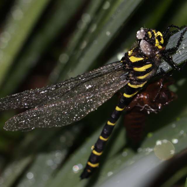 オニヤンマ Nikkodaiyagawa Park Weather Forecast Photos Weawow