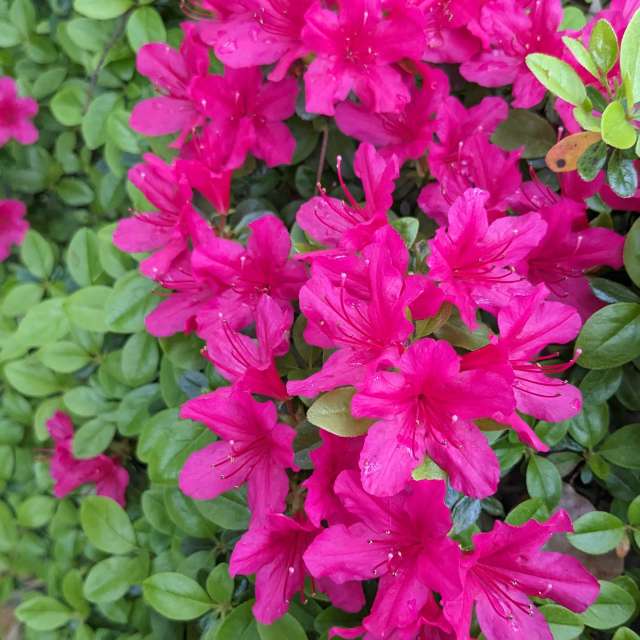 Fotos Flor. Previsões do tempo com lindas fotos de あさのジジ em Okayama