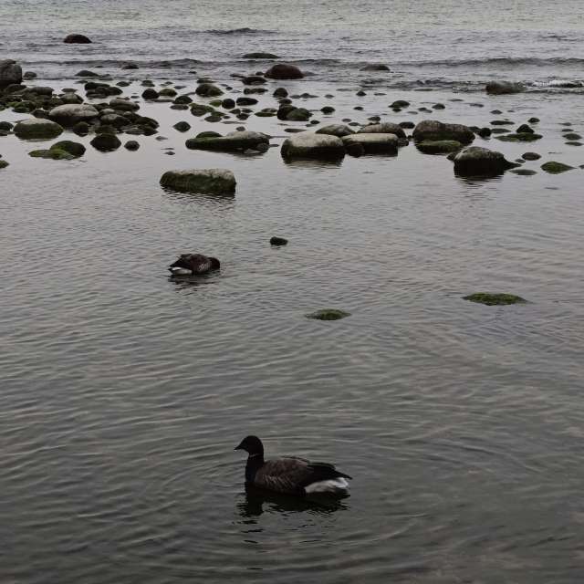 Gorod Svetlogorsk的Weather. 天气预报，带Михаил Бондаренко精美的照片照片