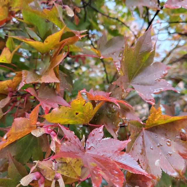 Photos Plaque. Prévisions météo avec de superbes photos de Albert_Smelovtsev de Roza Khutor