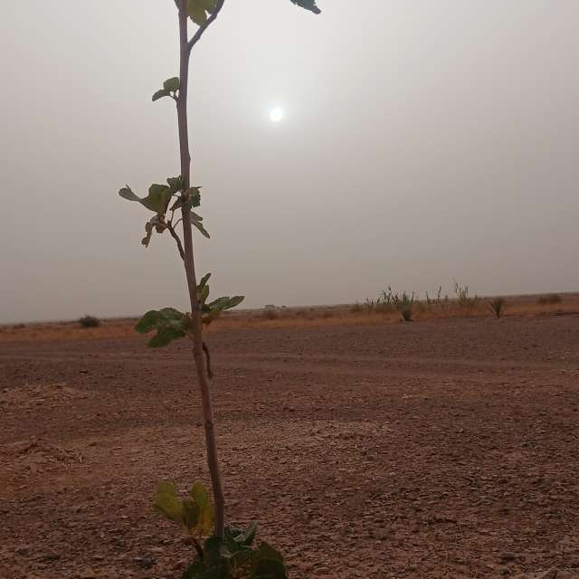 Prévisions météo avec de superbes photos de BELGHOUL-KADDA