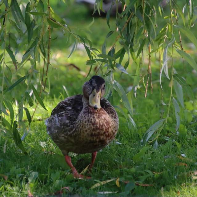 Fotos Grama. Previsões do tempo com lindas fotos de elbetraffic em Schwerin