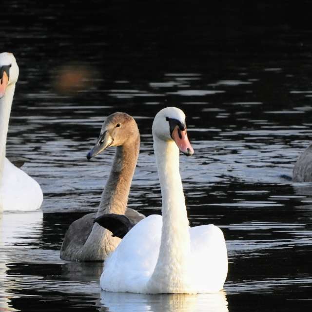 Swimming. Weather forecasts with beautiful photos by kns666 Photos in Yarwell Mill Country Park