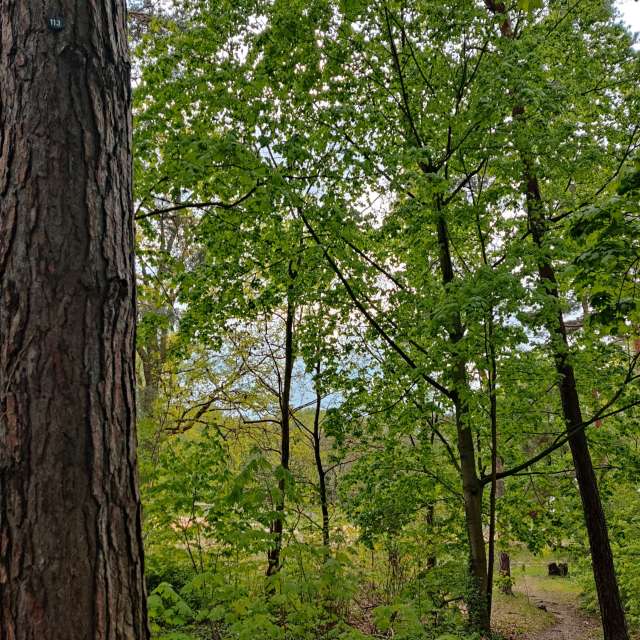 Forest. Weather forecasts with beautiful photos by Zorrra Photos in Kladow