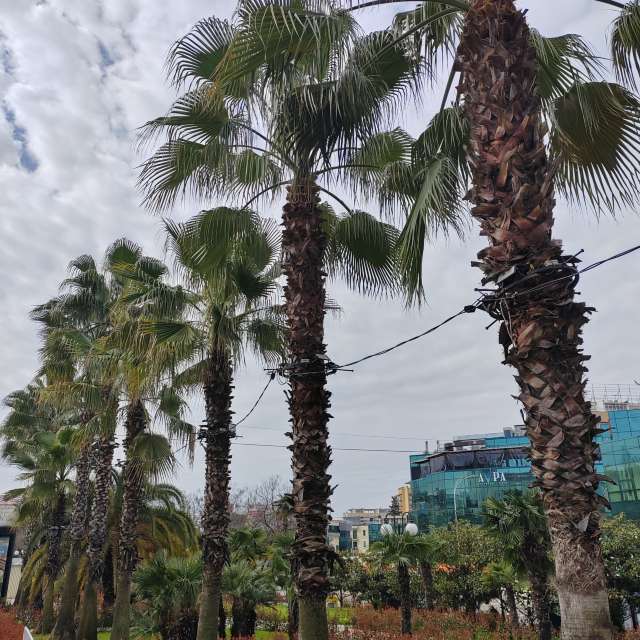 Fotos del Palmera. Pronósticos del tiempo con hermosas fotos de Albert_Smelovtsev en Sochi