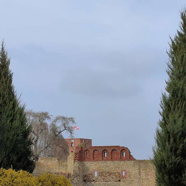 Tree. Weather forecasts with beautiful photos by Romek58 Photos in Wieluń