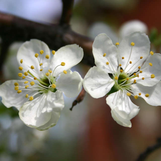 Vase. Weather forecasts with beautiful photos by LarNa Photos in Moscow