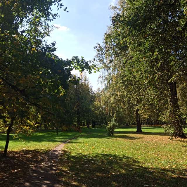 Tree. Weather forecasts with beautiful photos by Amanda_and_Valdemar_Che Photos in Izmaylovo District