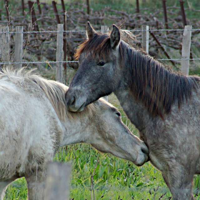 Brown. Weather forecasts with beautiful photos by tony5636 Photos in Calvisson