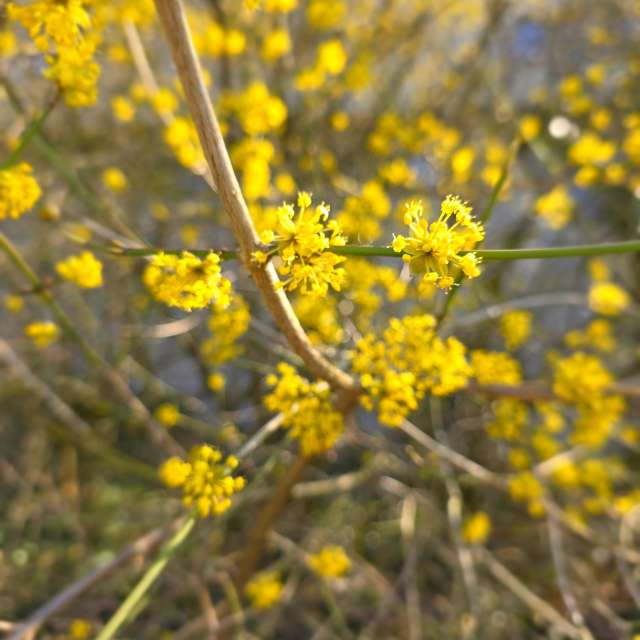 Apple. Weather forecasts with beautiful photos by Seni Photos in Velbert