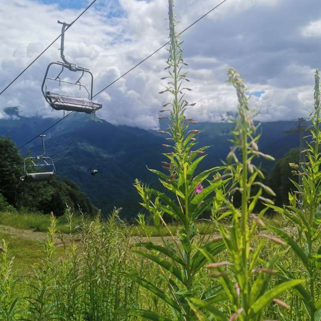 Gras. Wettervorhersagen mit schönen Fotos von Albert_Smelovtsev Fotos Roza Khutor
