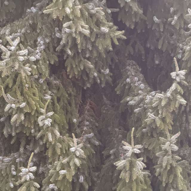 Photos Arbre. Prévisions météo avec de superbes photos de SwissEloi de Delémont