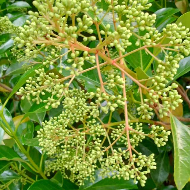 Fotos Fruta. Previsões do tempo com lindas fotos de あさのジジ em Okayama