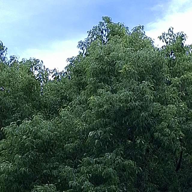 Fotos Floresta. Previsões do tempo com lindas fotos de Wen-ya Huang em Kaohsiung City