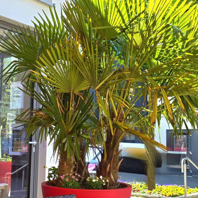 Fotos Vivendo. Previsões do tempo com lindas fotos de Seni em Velbert