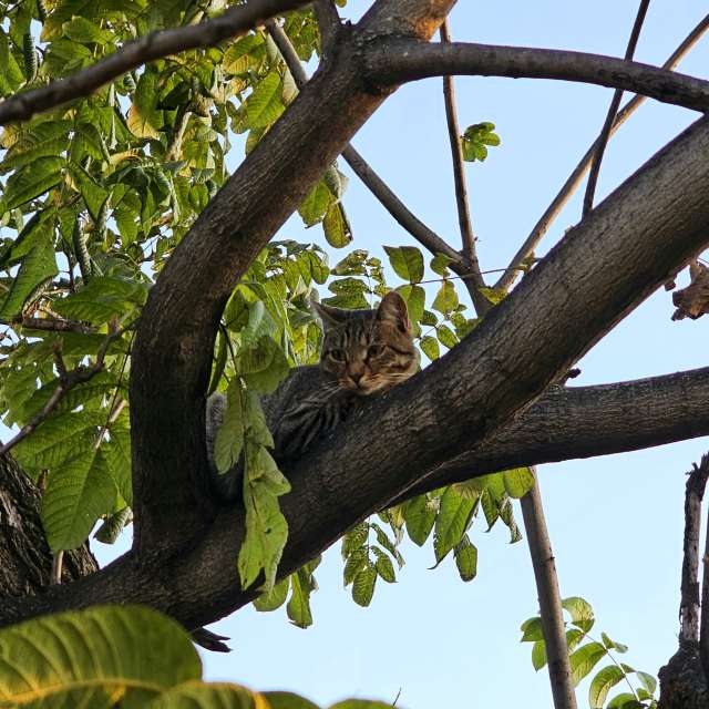 天气预报，带ImPe精美的照片