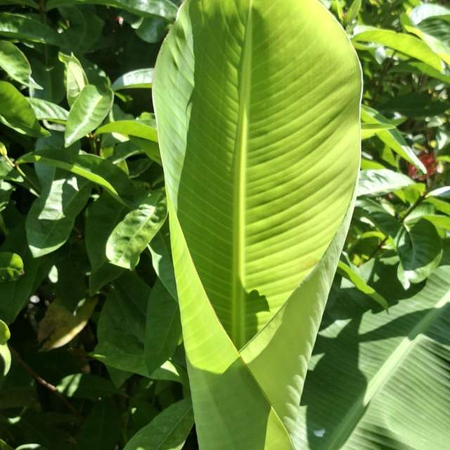 Fotos Floresta. Previsões do tempo com lindas fotos de Wen-ya Huang em Kaohsiung City