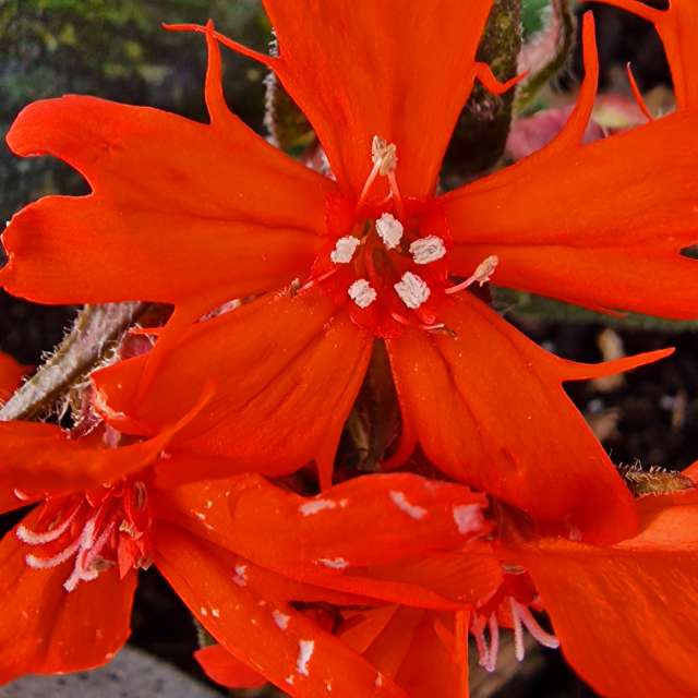 Fotos Mulher. Previsões do tempo com lindas fotos de Seni em Velbert