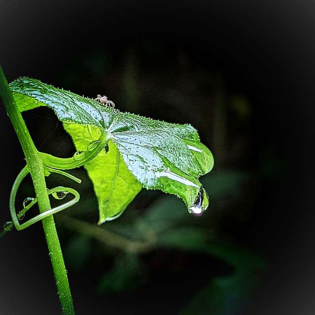 Fotos Chuva. Previsões do tempo com lindas fotos de Juniper-du-bayou em Latour