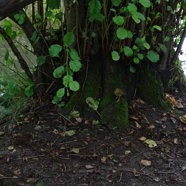 Fotos Verde. Previsões do tempo com lindas fotos de Vasek325 em Praha 4