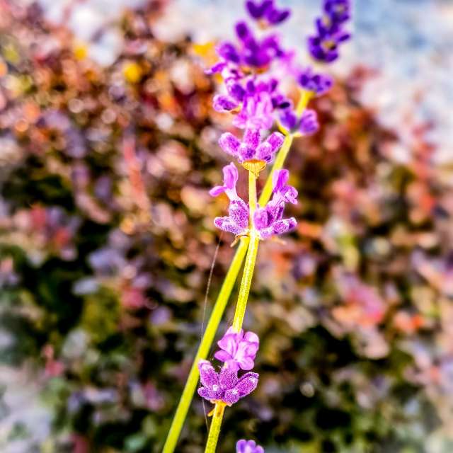Blau. Wettervorhersagen mit schönen Fotos von Terraza74 Fotos Lwiw
