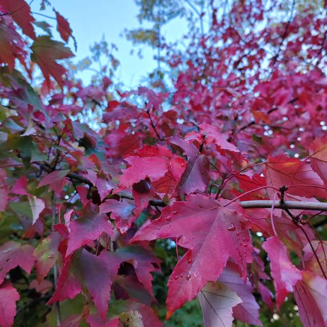 Blue. Weather forecasts with beautiful photos by Albert_Smelovtsev Photos in Roza Khutor