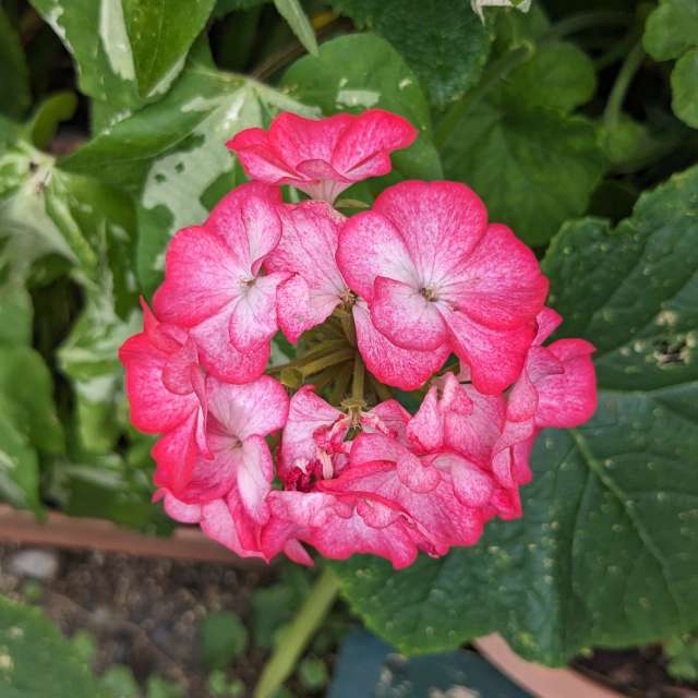 Fotos Fruta. Previsões do tempo com lindas fotos de あさのジジ em Okayama