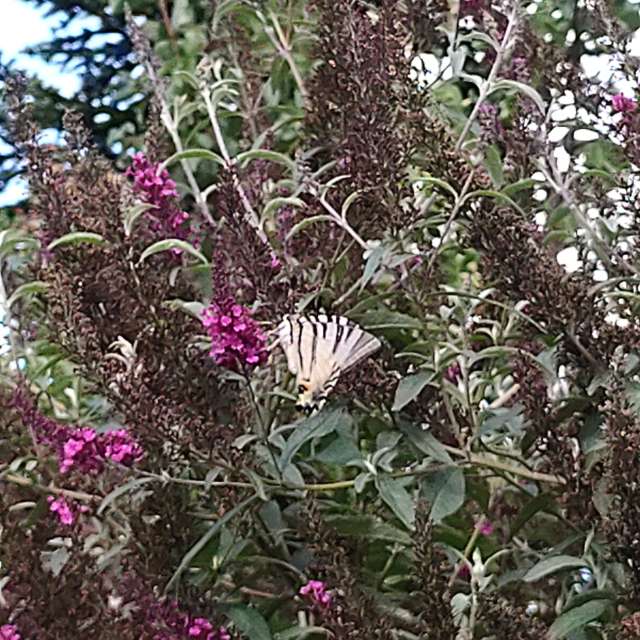 Previsões do tempo com lindas fotos de Clairette