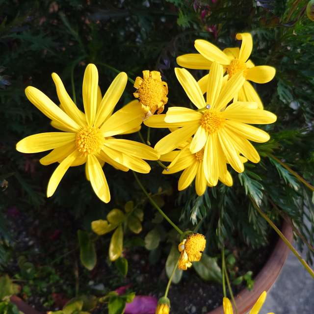 Fotos Jardim. Previsões do tempo com lindas fotos de あさのジジ em Okayama