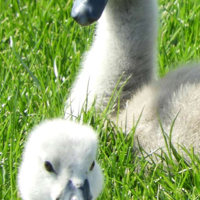 Yarwell Mill Country Park'daki Bebek. kns666 tarafından çekilen güzel fotoğraflarla hava tahmini Fotoğrafları