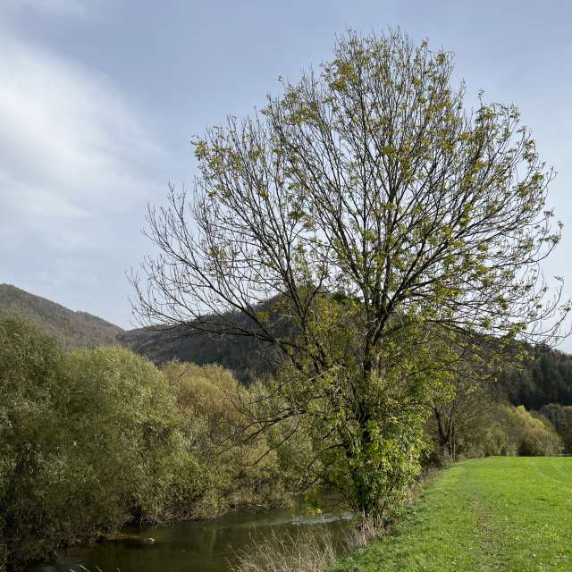 Photos Chemin. Prévisions météo avec de superbes photos de SwissEloi de Sonceboz