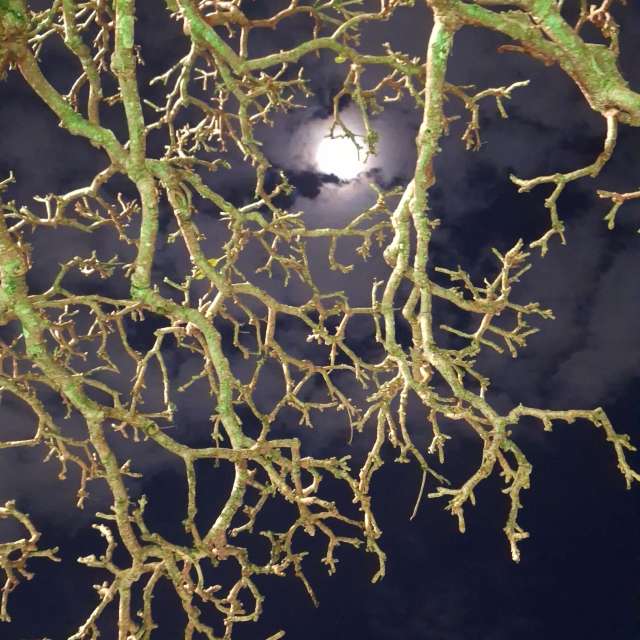 Weather forecasts with beautiful photos by bats