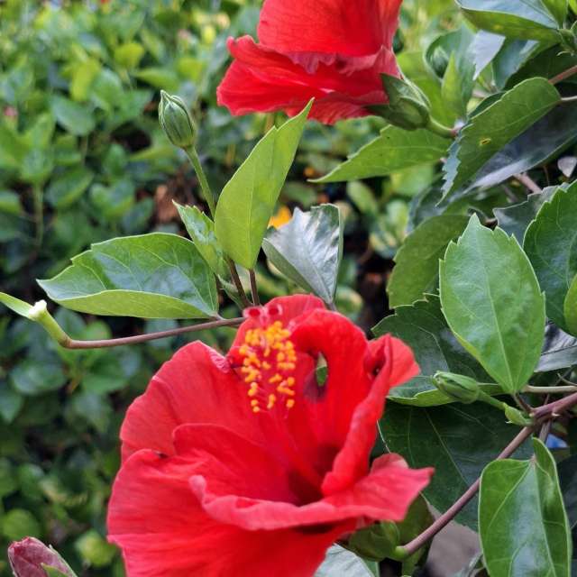 Fotos Rosa. Previsões do tempo com lindas fotos de Wen-ya Huang em Kaohsiung City