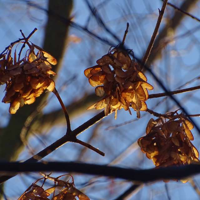Bird. Weather forecasts with beautiful photos by Михаил Гавриков Photos in Kharkiv