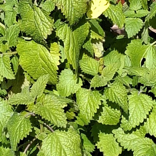 Wettervorhersagen mit schönen Fotos von Wen-ya Huang