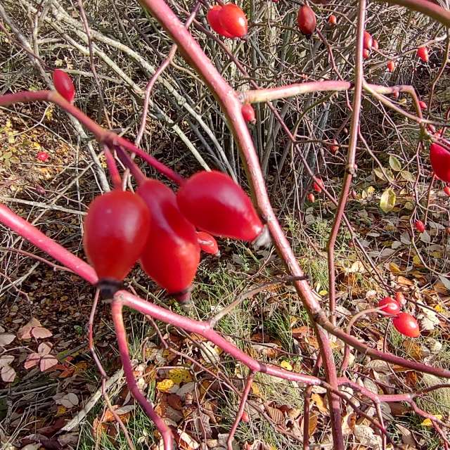 Fotos Clima. Previsões do tempo com lindas fotos de drollted em Stará Voda