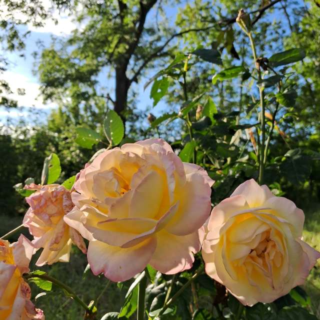 Weather forecasts with beautiful photos by urashm