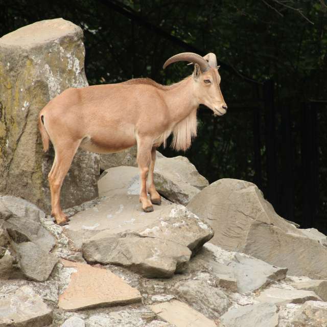 Fotos del Oveja. Pronósticos del tiempo con hermosas fotos de Pawel Waligorski en Cracovia