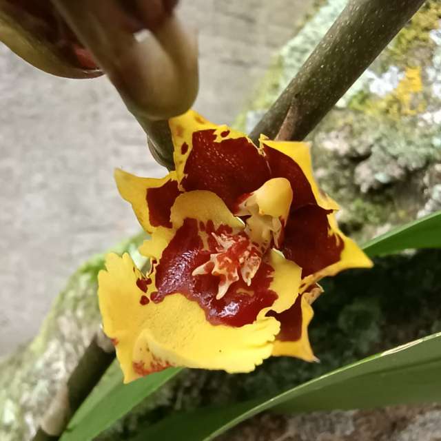 天气预报，带Flavia51精美的照片