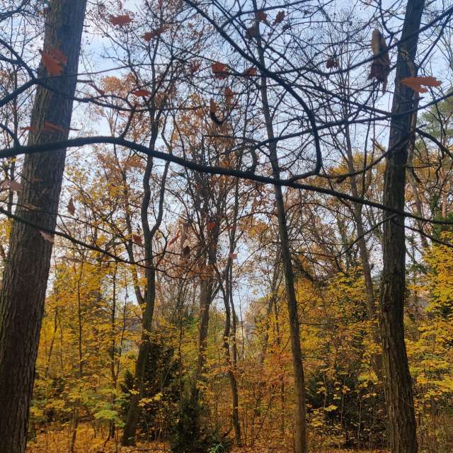 Forest. Weather forecasts with beautiful photos by Zorrra Photos in Kladow