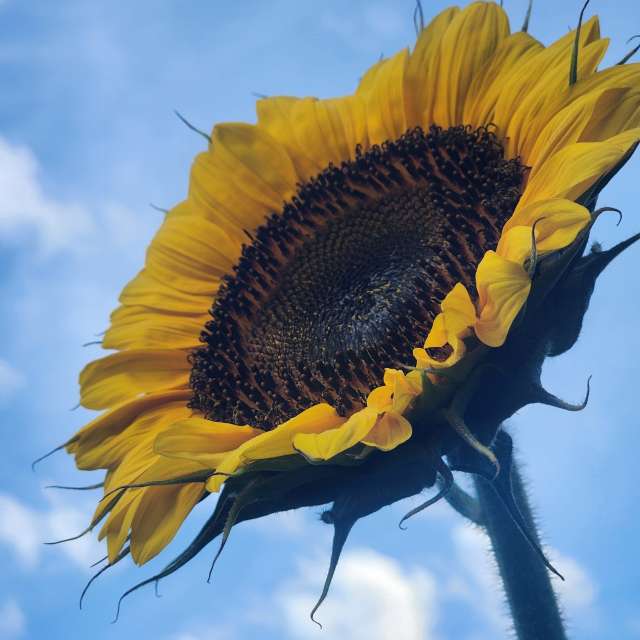 Weather Photos in Flower. Weather forecasts with beautiful photos by Hannahks883