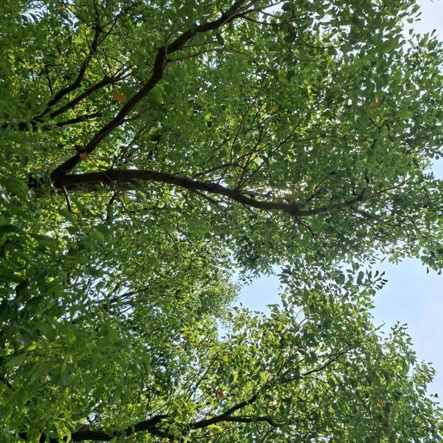 Fotos Girafa. Previsões do tempo com lindas fotos de Wen-ya Huang em Kaohsiung City